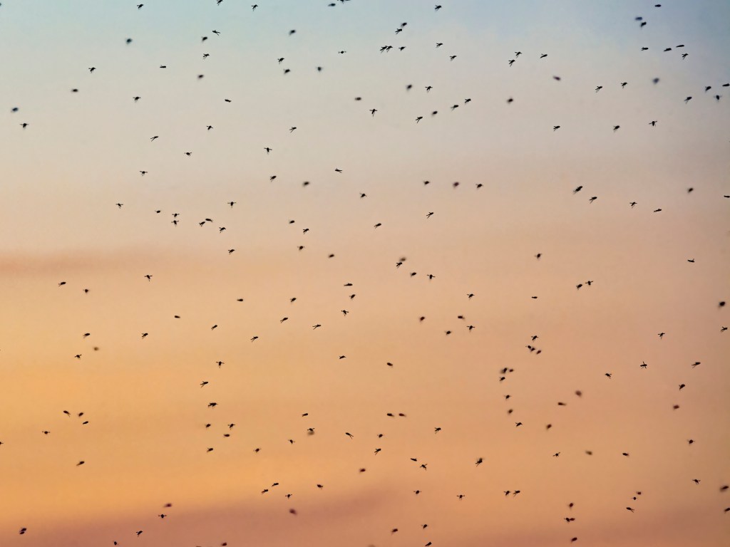 a swarm of mosquitoes in the sky