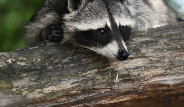Illegally kept raccoon removed from Derby restaurant