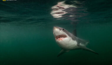 Photo of great white shark taken off Maine coast named as one of National Geographic's best pictures of the year