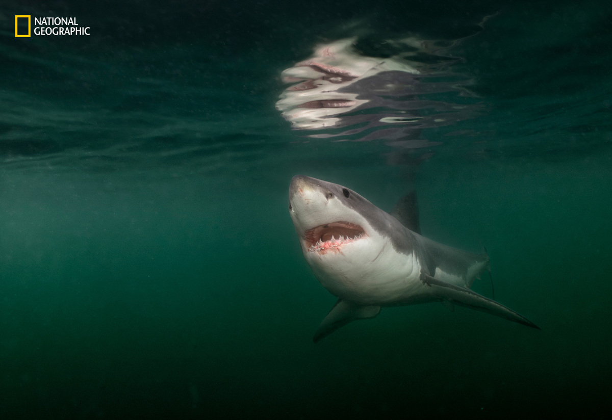 Photo of great white shark taken off Maine coast named as one of National Geographic's best pictures of the year