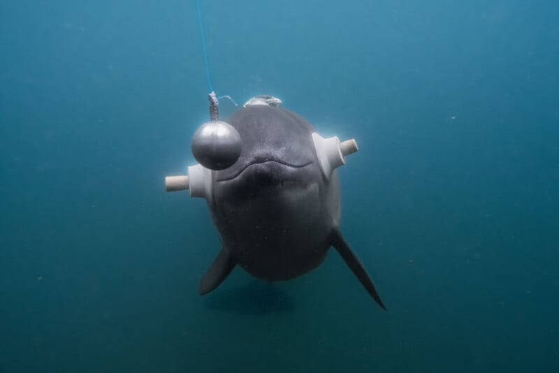 A dolphin underwater faces the camera, wearing research equipment on its head with sensors on each side and a metal ball suspended in front of its face. Blue water fills the background.