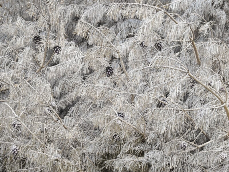 Frost-covered pine branches with visible pinecones create a dense, wintry texture. The needles appear white and icy, giving the scene a cold, frozen appearance.