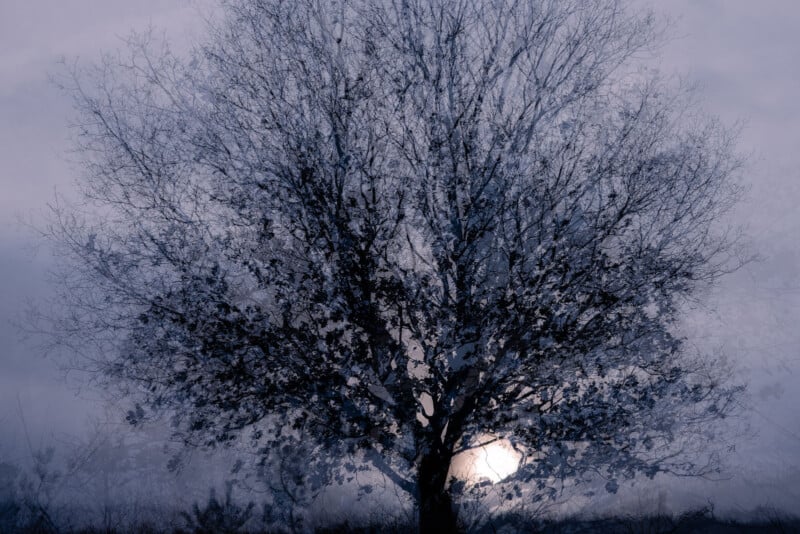 A large tree with bare branches stands silhouetted against a hazy, pale sky. The sun is partially visible behind the tree, creating a soft, dreamy light and casting gentle shadows.