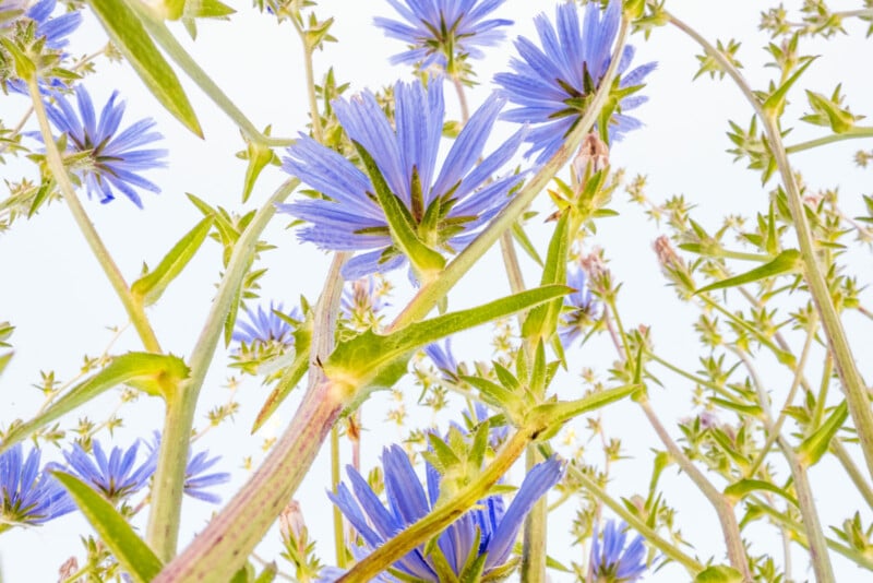 Close-up view of tall, slender stems of blue wildflowers with spiky petals and green leaves, set against a bright, pale sky, giving a fresh, upward-looking perspective.