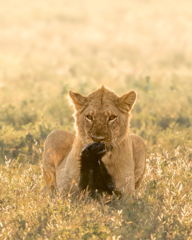 A lion sits in tall, golden grass, staring forward while holding the paw of its prey in its mouth. The scene is bathed in warm, soft sunlight.