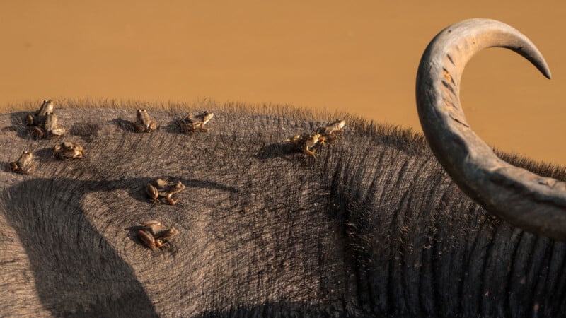 Close-up of an African buffalo’s back, showing textured gray skin, a prominent curved horn, and several small birds perched on its back against a blurred brown background.