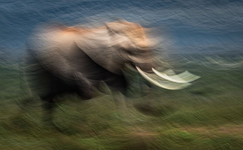 A blurred image of an elephant with large tusks walking on grass, set against a blue and green background, creating an abstract, painterly effect.