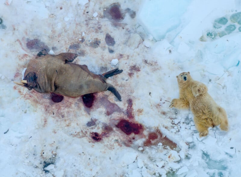 Aerial view of a polar bear and its cub on snowy, blood-stained ground near the carcass of a walrus, showing the aftermath of a hunt in an Arctic landscape.
