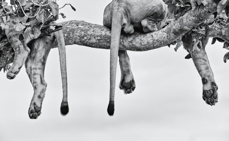 Two lions lie on a tree branch with their tails and legs dangling down, seen from below in black and white. Their relaxed paws and tails hang off the rough, horizontal branch.