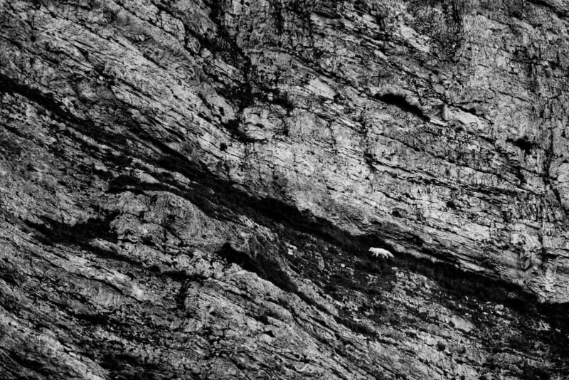 A lone polar bear walks across a rugged, rocky cliff face. The black-and-white photo highlights the contrast between the bear’s white fur and the dark, textured layers of rock surrounding it.