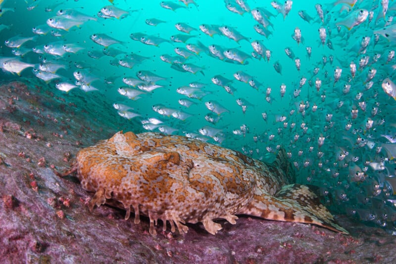 A large, camouflaged wobbegong shark rests on a rocky seabed while a dense school of small silvery fish swims above it in clear turquoise water.