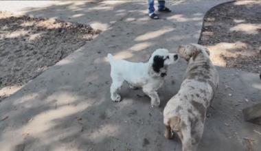 6 days or 3? Jacksonville debates reducing stray pet hold times as shelter faces overcrowding