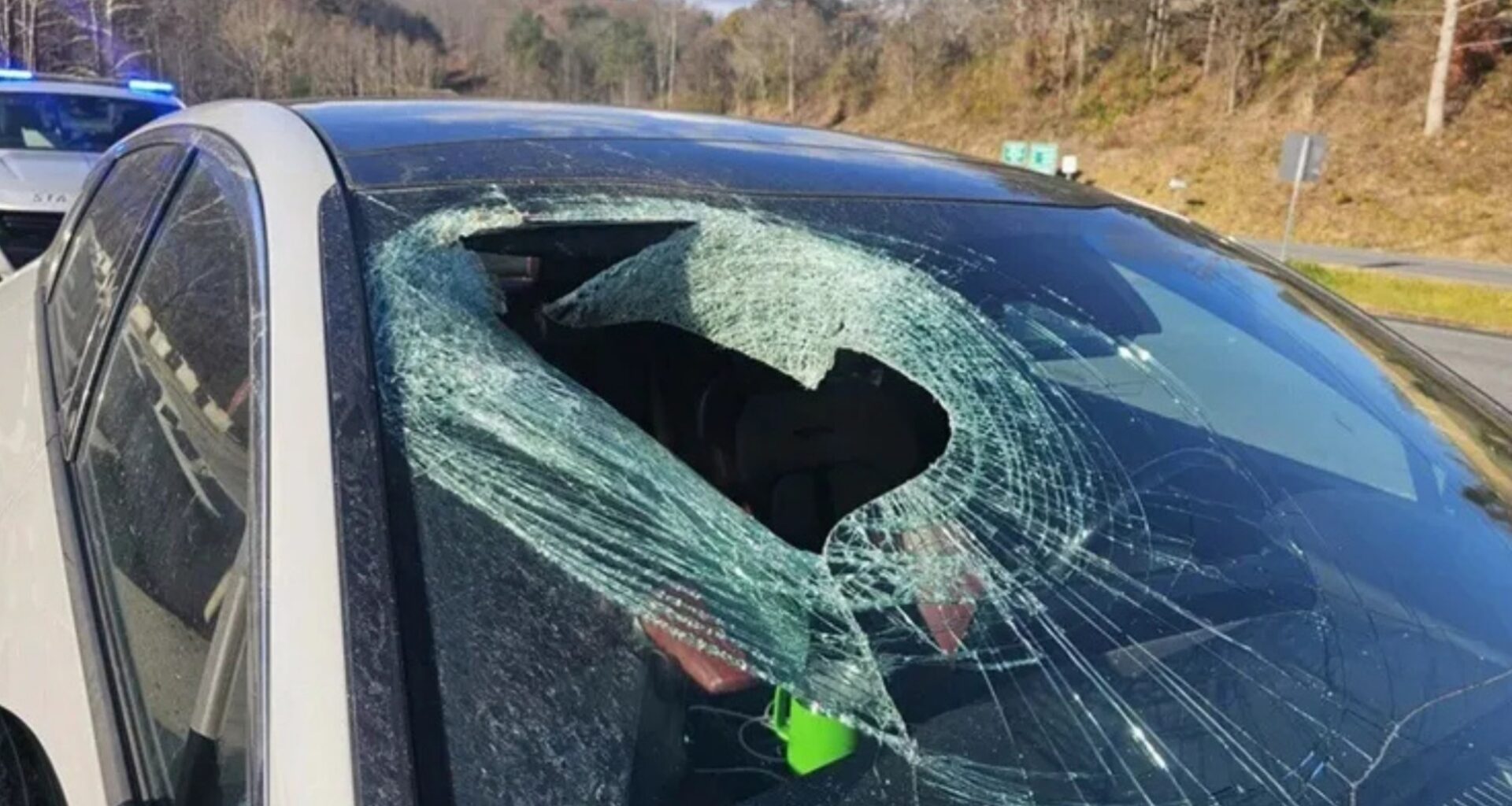 North Carolina Driver Says a Bald Eagle Dropped a Cat Through His Windshield