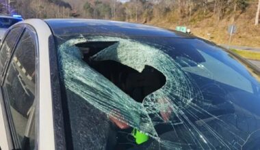 North Carolina Driver Says a Bald Eagle Dropped a Cat Through His Windshield