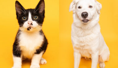 Fur Friday: Suki and Adohi are ready to make your North Texas house a home