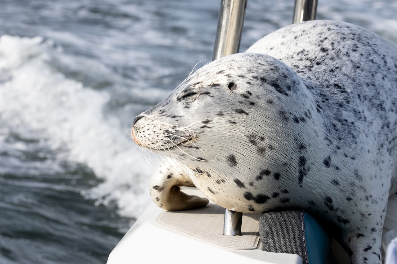 The white with black spotted seal's eyes appear to almost be closed and mouth is in the shape of a smile as it rests on the boat.