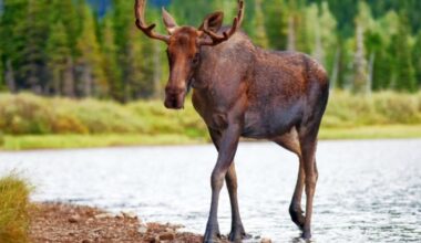 Ontario hunters fined $11K for illegally shooting moose decoys from a boat - CTV News