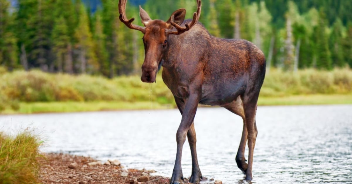 Ontario hunters fined $11K for illegally shooting moose decoys from a boat - CTV News