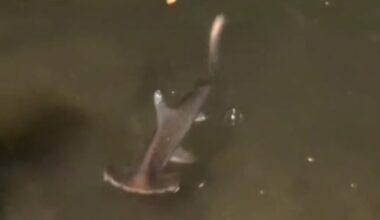 Baby hammerhead shark rescued on Thanksgiving