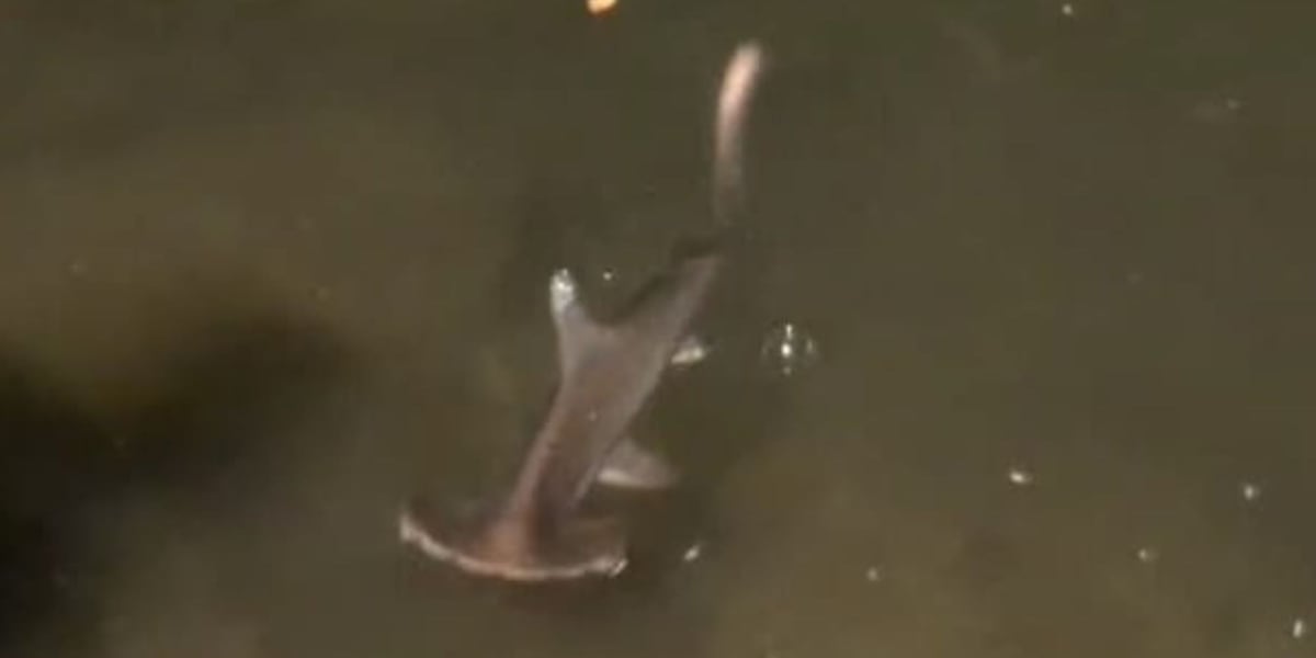 Baby hammerhead shark rescued on Thanksgiving