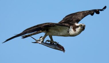 CT’s ospreys, once near extinction, roared back. New data has scientists alarmed
