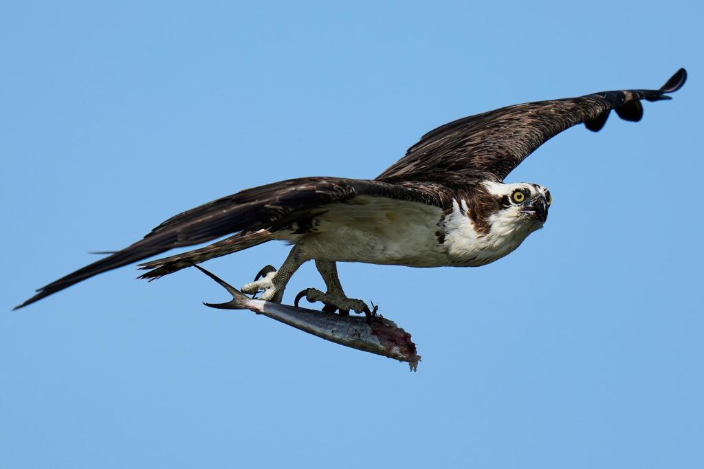 CT’s ospreys, once near extinction, roared back. New data has scientists alarmed