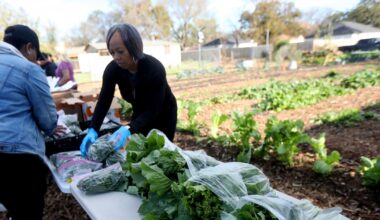 Amid booming growth and increasing hunger, does Dallas need a plan for its food system?