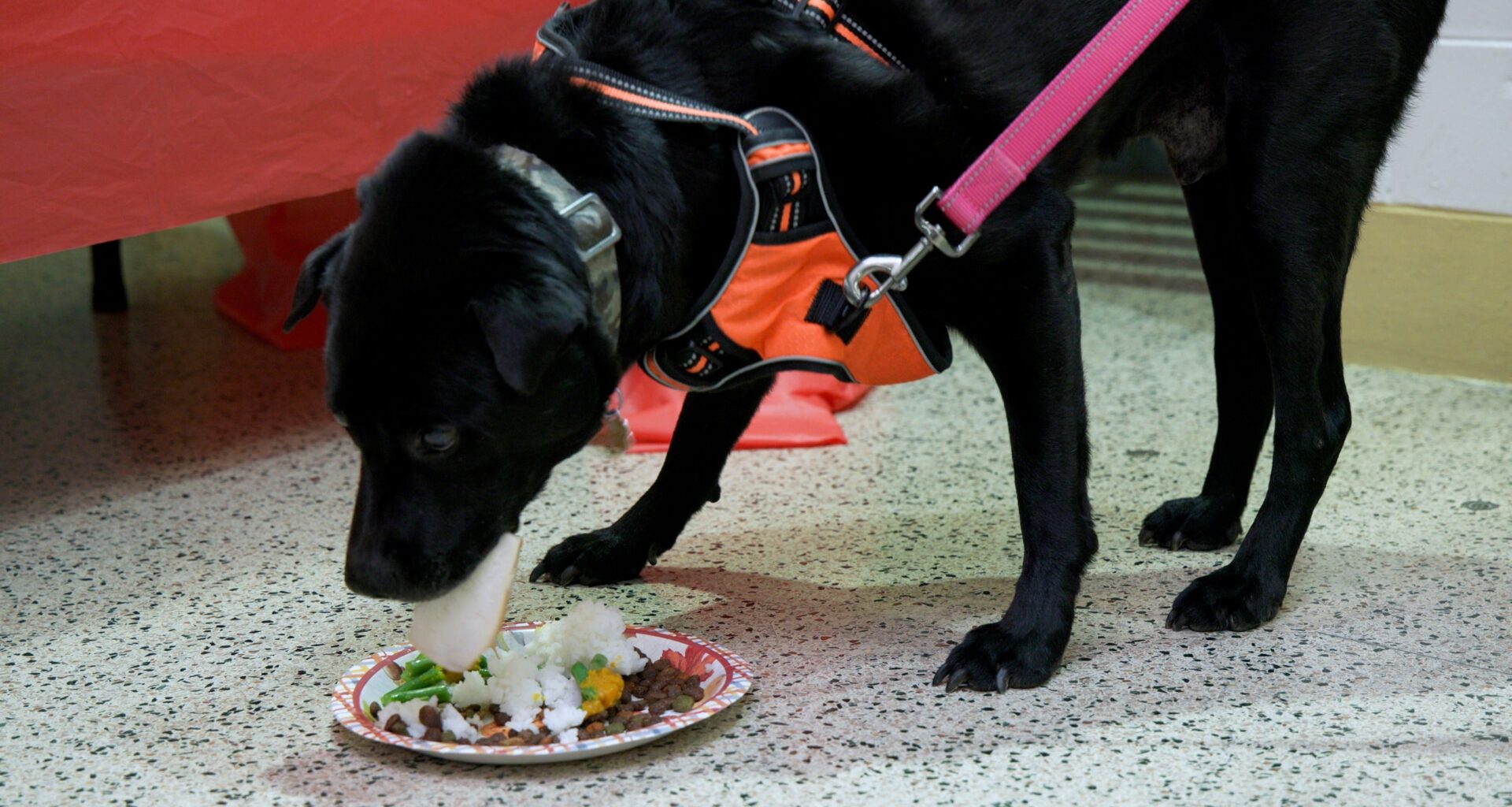 Cats and dogs have Thanksgiving at a PSCPA shelter in Philadelphia
