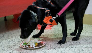 Cats and dogs have Thanksgiving at a PSCPA shelter in Philadelphia