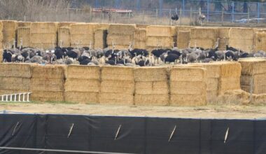 Gunshots herald ostrich cull after police limit access to British Columbia farm - CTV News