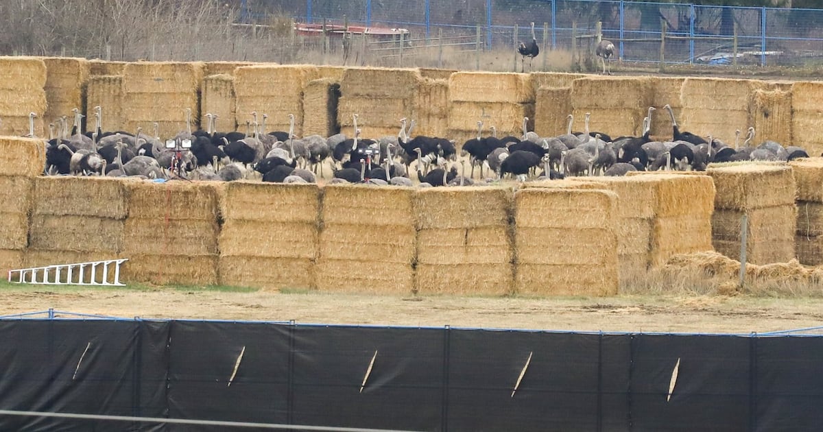 Gunshots herald ostrich cull after police limit access to British Columbia farm - CTV News