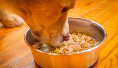 Emergency efforts to feed pets in North Texas – NBC 5 Dallas-Fort Worth