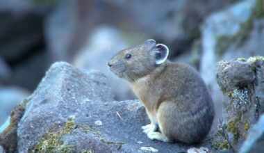 Volunteers submitted a record number of 683 pika surveys from 109 locations throughout the Gorge and Central Oregon this year.