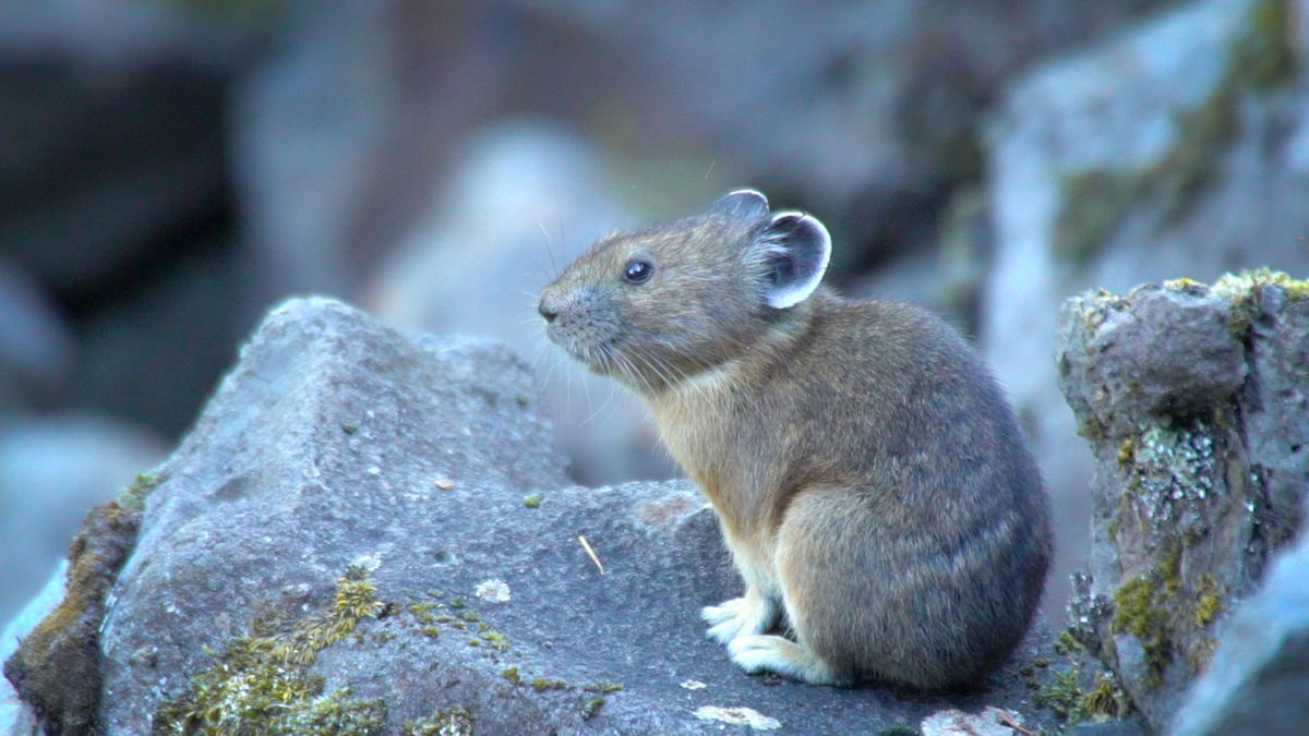 Volunteers submitted a record number of 683 pika surveys from 109 locations throughout the Gorge and Central Oregon this year.