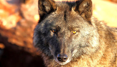 Washington range-rider gets $200,000; Fish and Wildlife wonders how