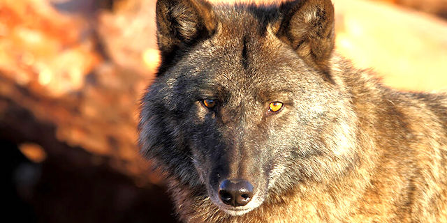 Washington range-rider gets $200,000; Fish and Wildlife wonders how