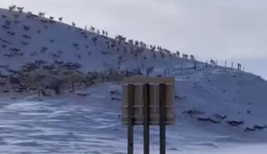 Never-Ending Herd Of Thousands Of Pronghorn Take Over Snowy Road In Wyoming