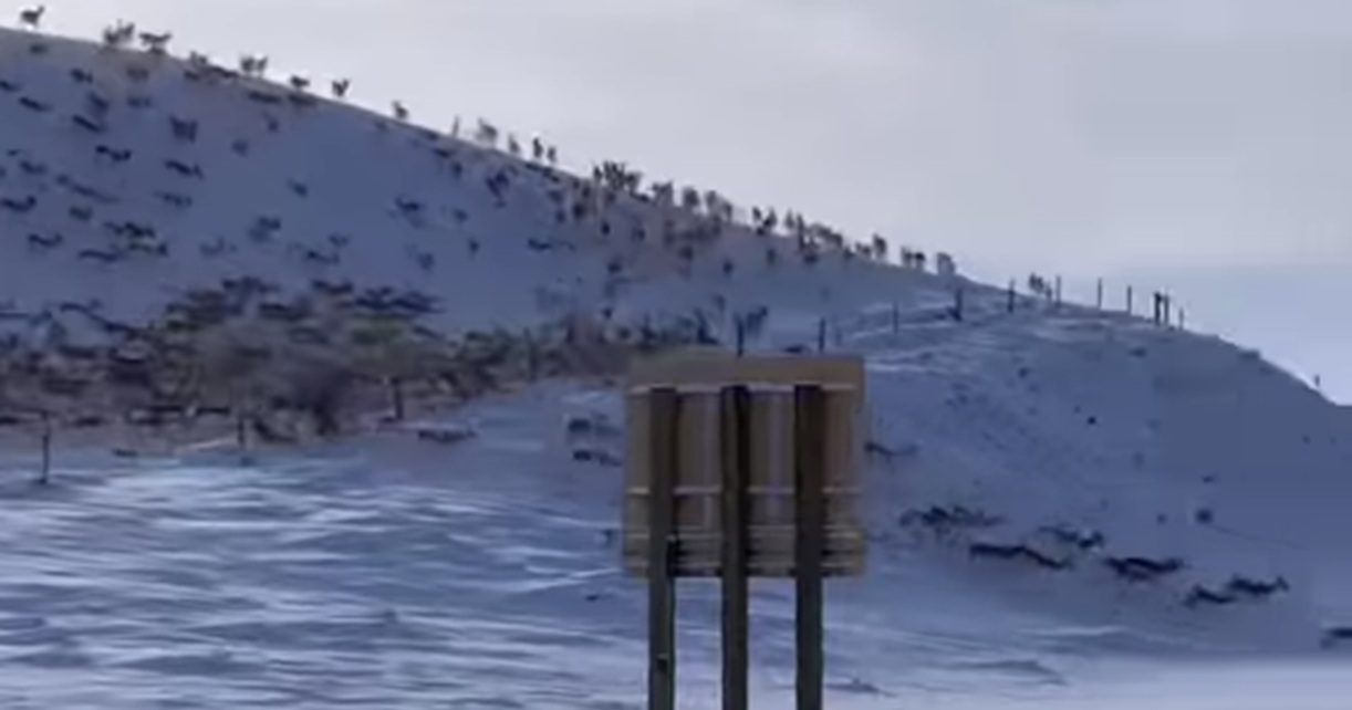 Never-Ending Herd Of Thousands Of Pronghorn Take Over Snowy Road In Wyoming