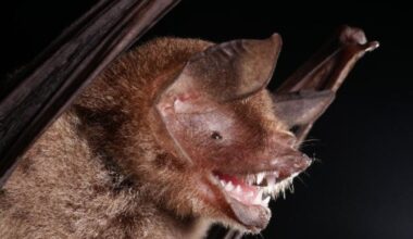 Scientists Detect New Bat Virus That Looks Alarmingly Like Covid-19