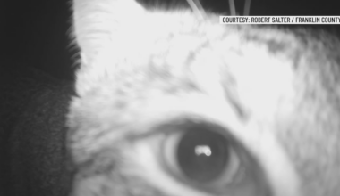 Trail camera captures curious bobcat in Franklin County
