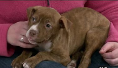 5 tips to keep pets safe this Thanksgiving