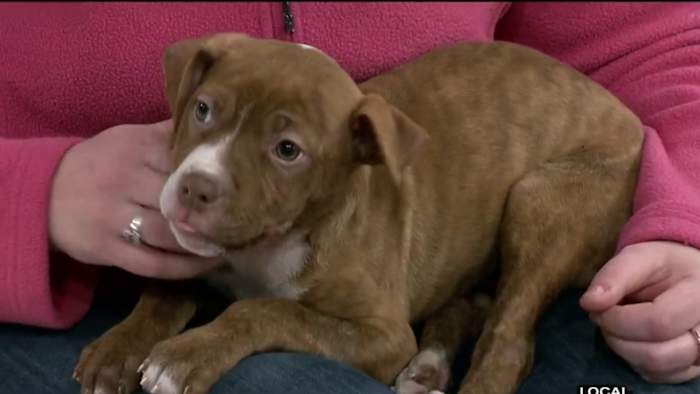 5 tips to keep pets safe this Thanksgiving