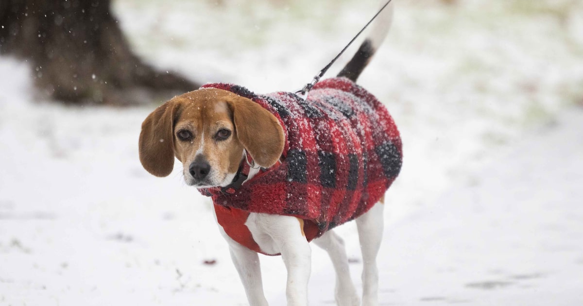 With overnight lows in the 30s next week, when does D-FW usually get its first freeze?