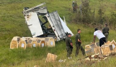 Homeowner finds missing monkey in Jasper County, authorities say