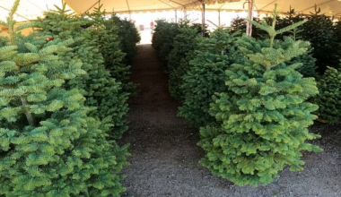 Arizona families hunt for real trees