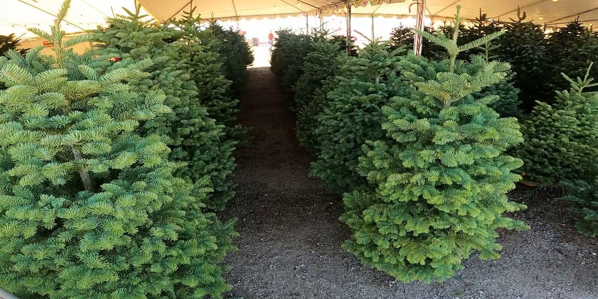 Arizona families hunt for real trees