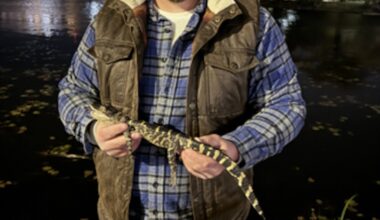 A photo of Joe Kenney holding the alligator he rescued along the Charles River Wednesday night.