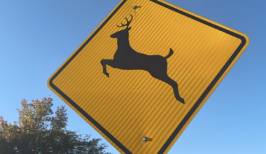 Deer collisions rise in November — here’s how to steer clear