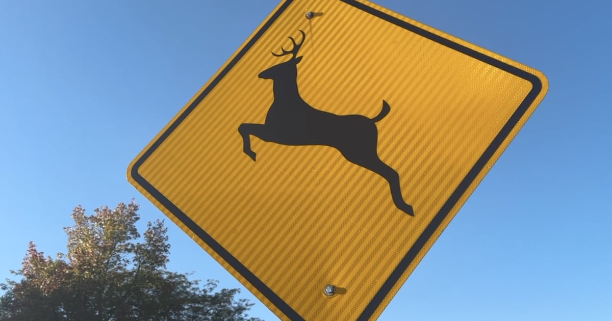 Deer collisions rise in November — here’s how to steer clear