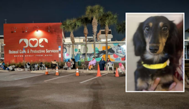 At least 30 people camp overnight outside ACPS hoping to adopt weiner dogs
